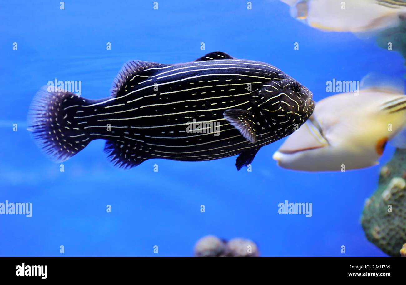 Fische und Korallen im Roten Meer Stockfoto