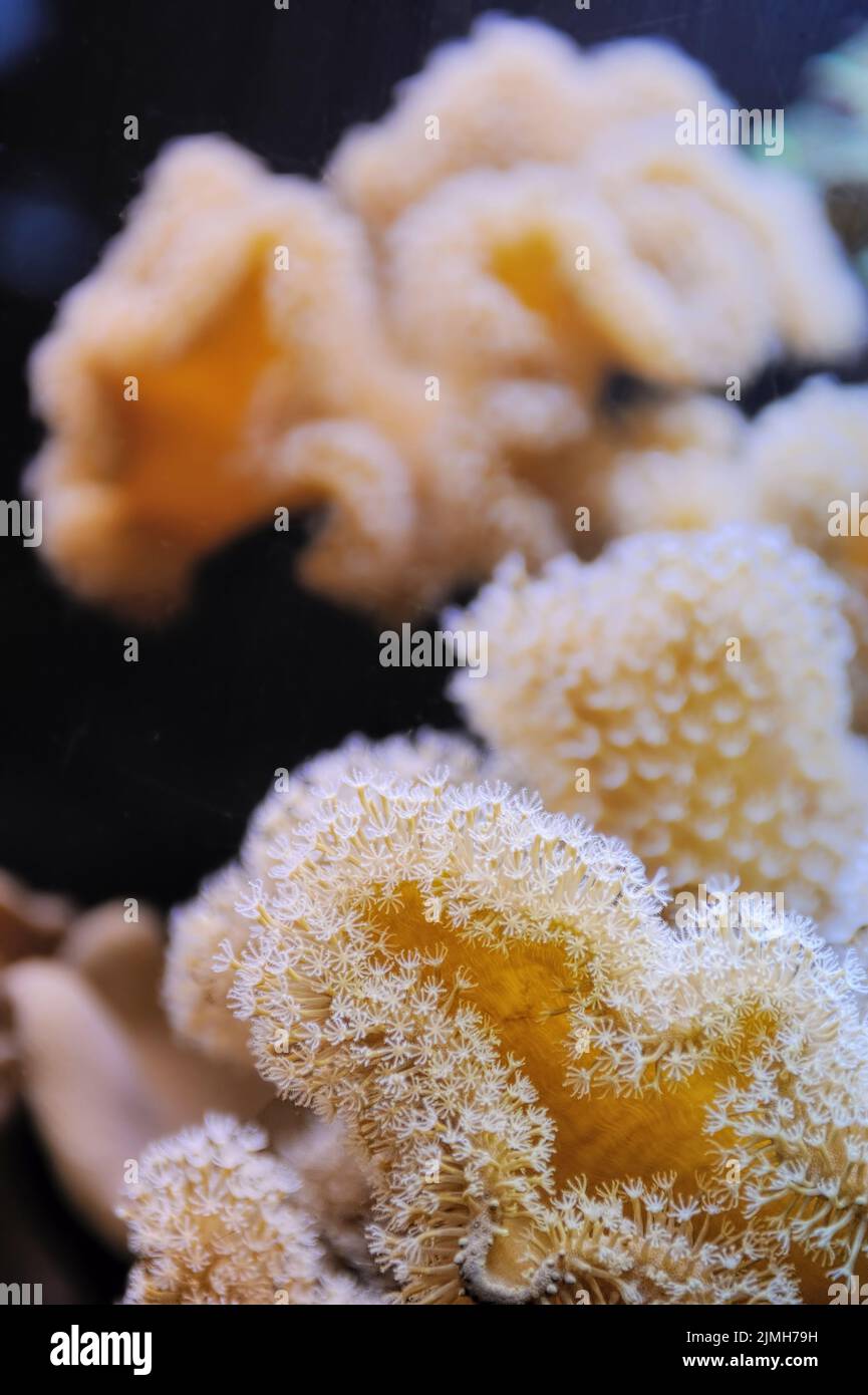 Fische und Korallen im Roten Meer Stockfoto
