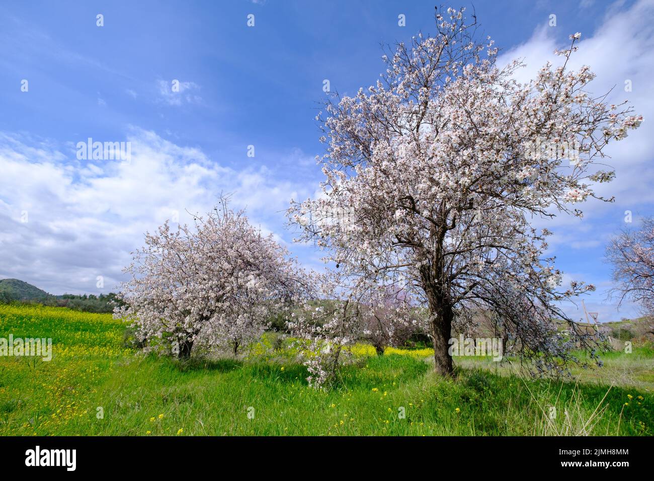 Mandelbäume mit rosa-weißen Blüten. Frühlingsszene. Stockfoto