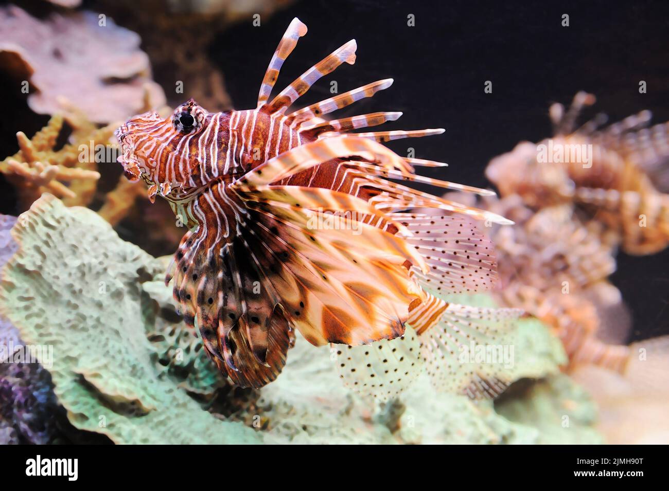Fische und Korallen im Roten Meer Stockfoto