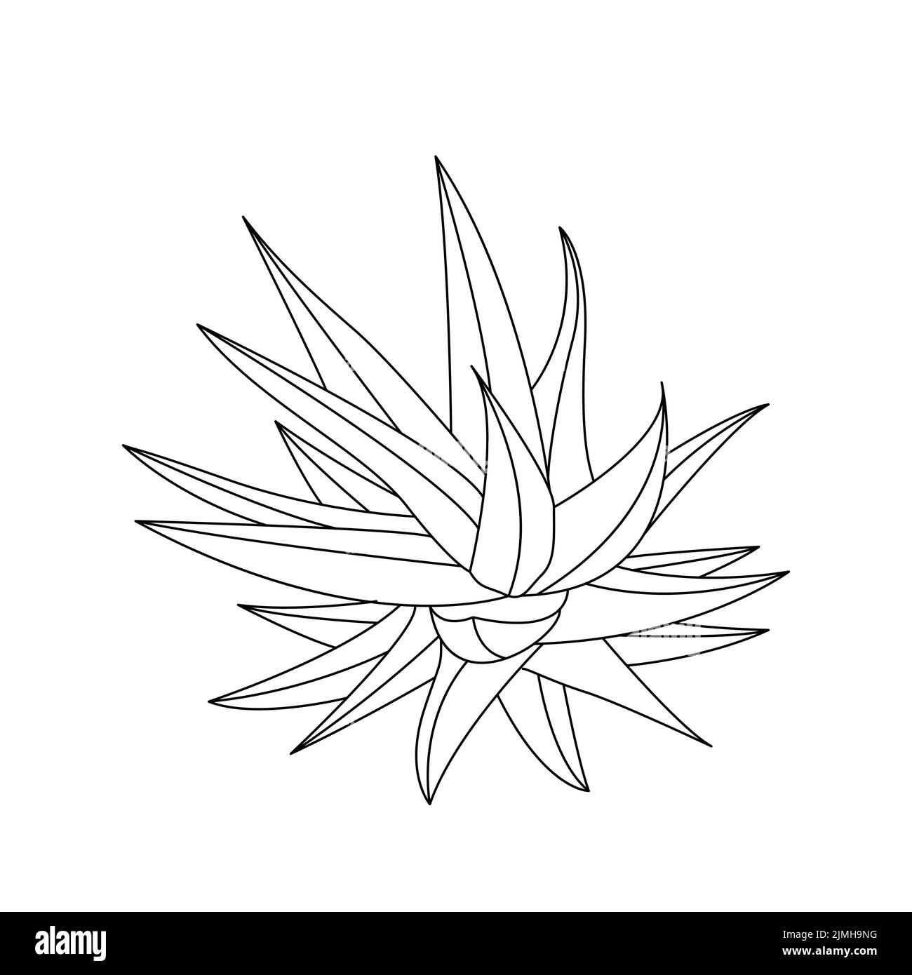 Vektor Hand gezeichnet botanischen Aloe Vera. Vektor. Isolierter Hintergrund. Stock Vektor