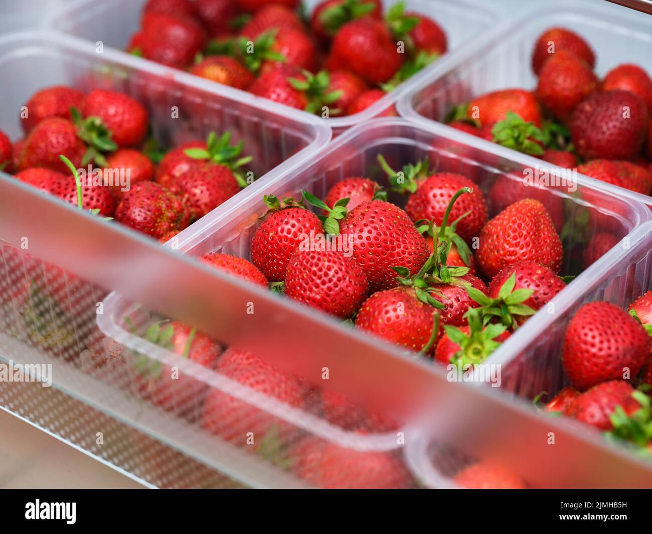Plastikbehälter voll mit roten Bio-Erdbeeren im Kühlschrank Stockfoto