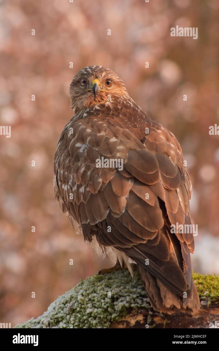 Nahaufnahme des Bussardes (Buteo buteo), der auf Beute wartet Stockfoto