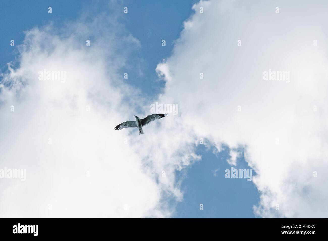 Vogel im Flug, Möwe fliegt am Himmel gegen Wolken Stockfoto