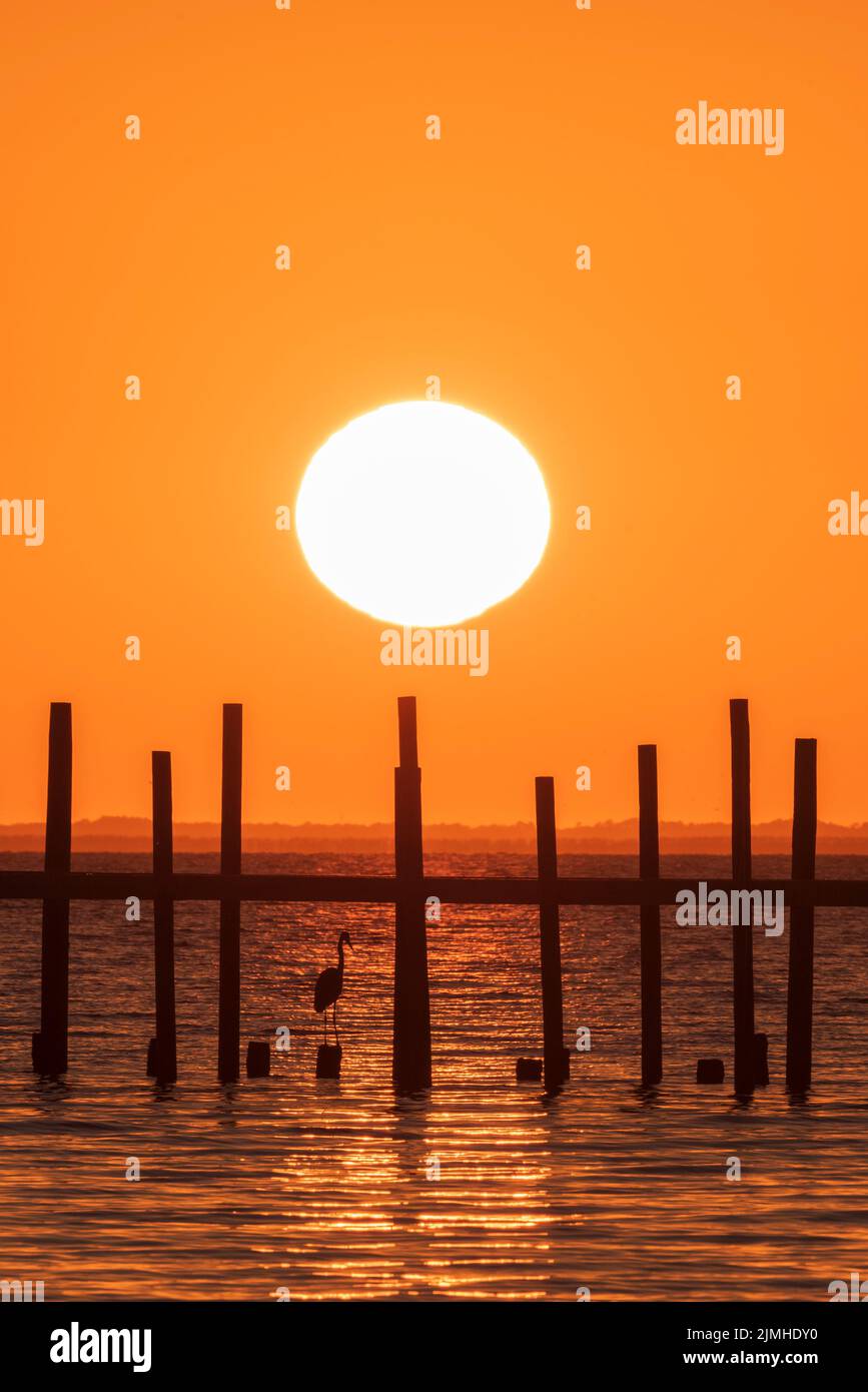 Ein Reiher steht unter einem Pier, während die Sonne über der Mobile Bay von Fairhope, Alabama aus gesehen, untergeht. Stockfoto