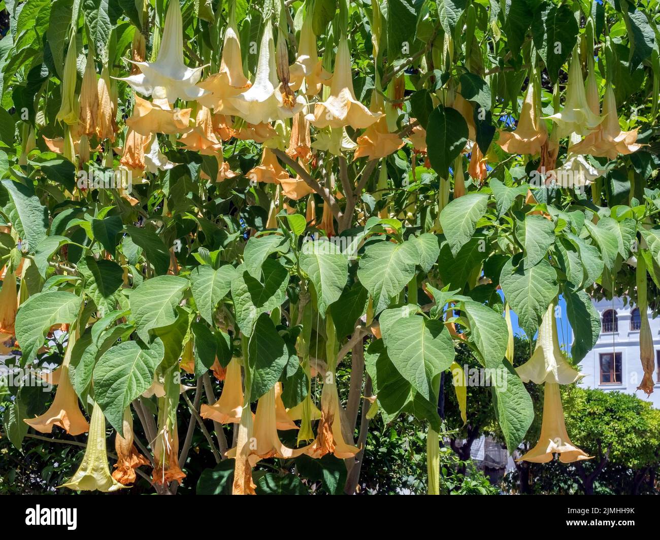 Brugmansia blüht in Estepona, Spanien Stockfoto