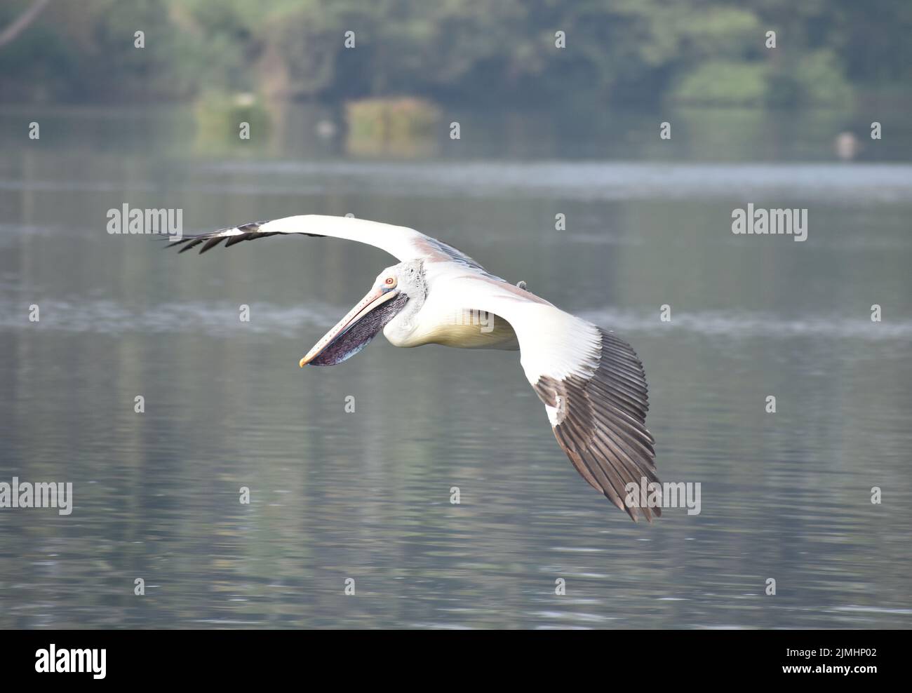 Pelican im Flug vor Ort Stockfoto
