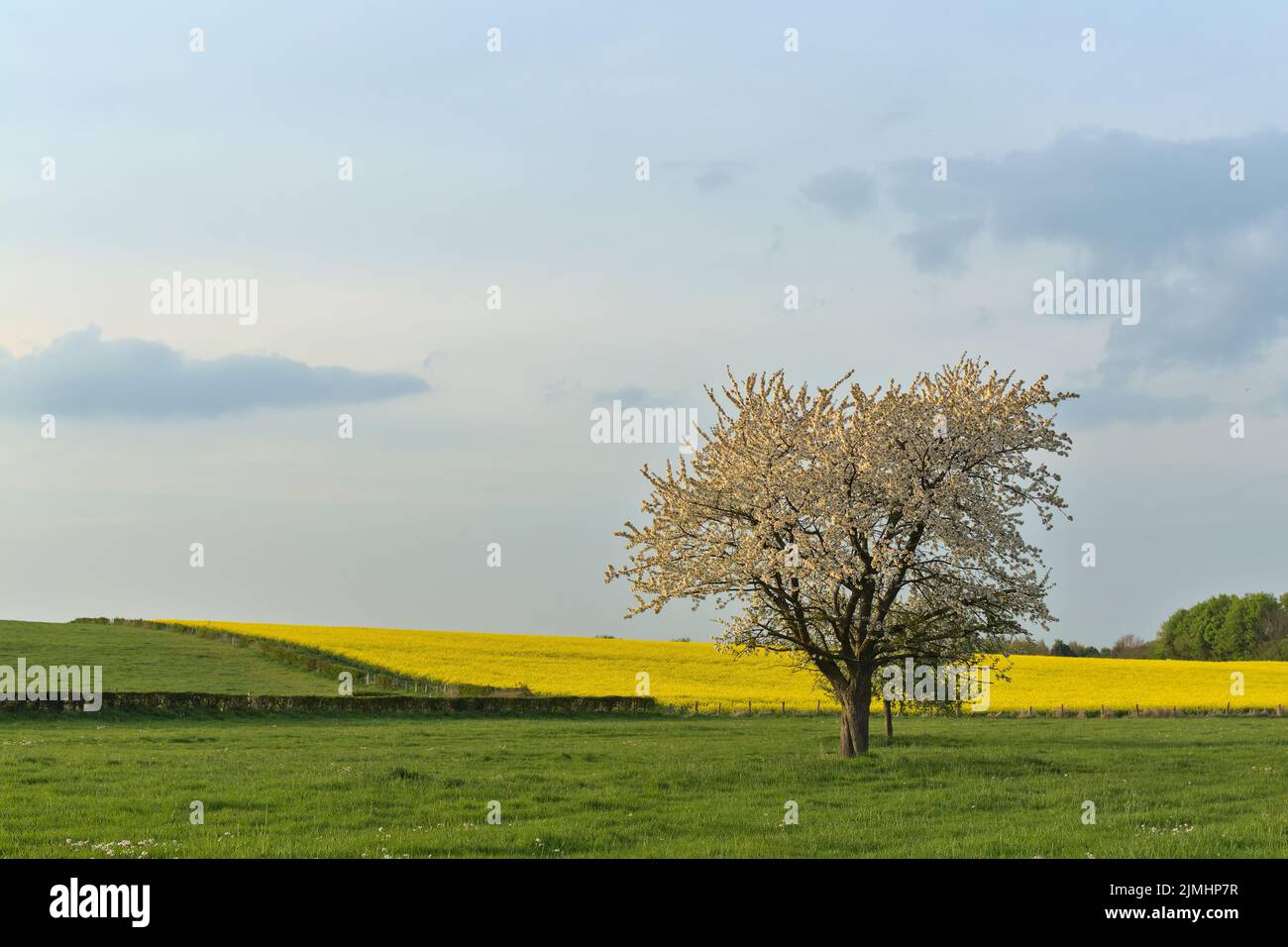 Ein blühender Kirschbaum steht vor einem herrlichen gelben Feld blühender Rapspflanzen in einer hügeligen Landschaft Stockfoto