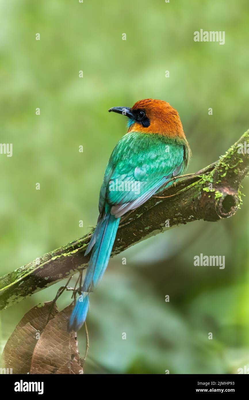 Broad-billed Motmot - Electron platyrhynchum, la Fortuna Costa Rica Stockfoto