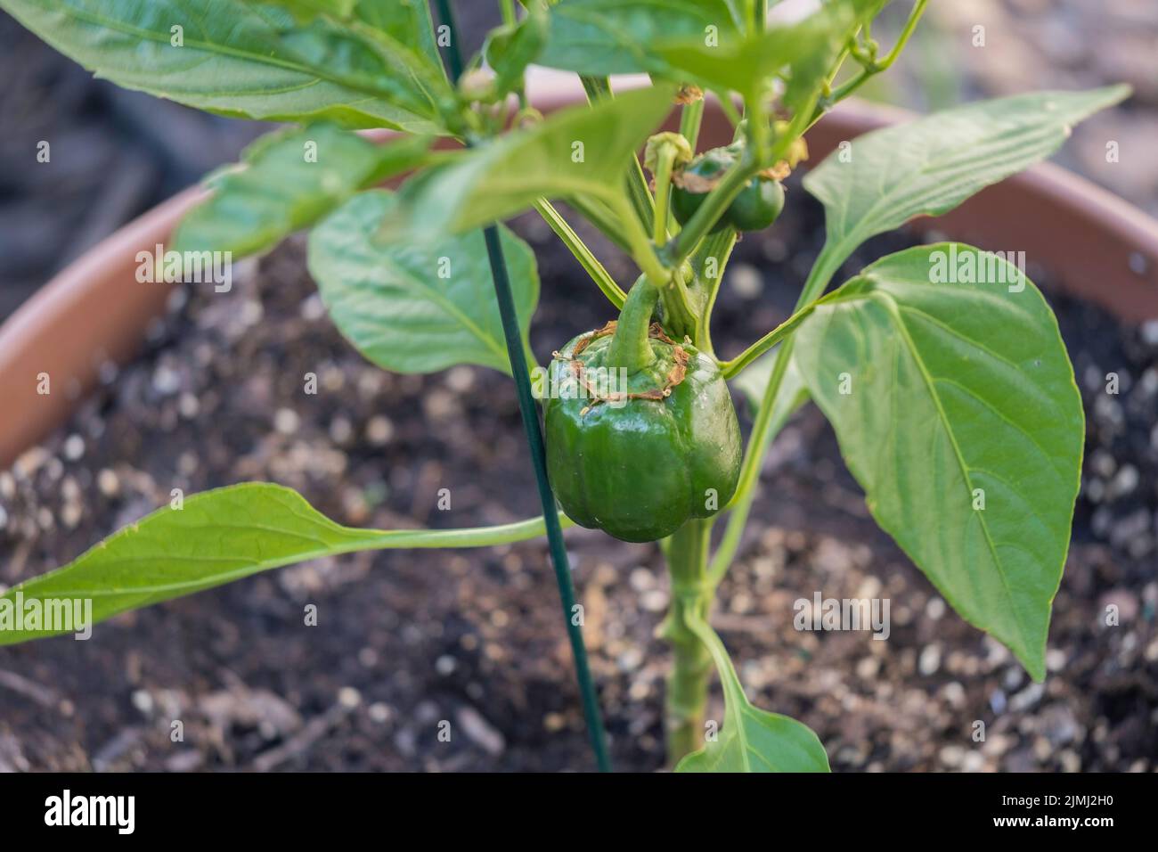 Eingetopfte rote Paprikapflanze, Paprika annuum, wächst und ist noch grün. Spätsfrühling, Wichita, Kansas, USA. Stockfoto
