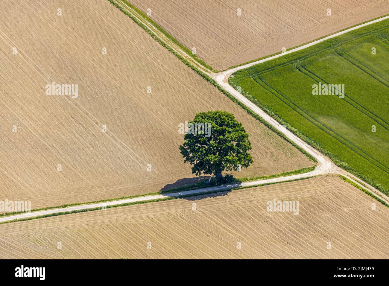 Luftaufnahme, Baum im Feld, Unterm Trachtenberg, Balve, Sauerland, Nordrhein-Westfalen, Deutschland, DE, Europa, Formen und Farben, Grüne Bäume, Kunst, ein Stockfoto