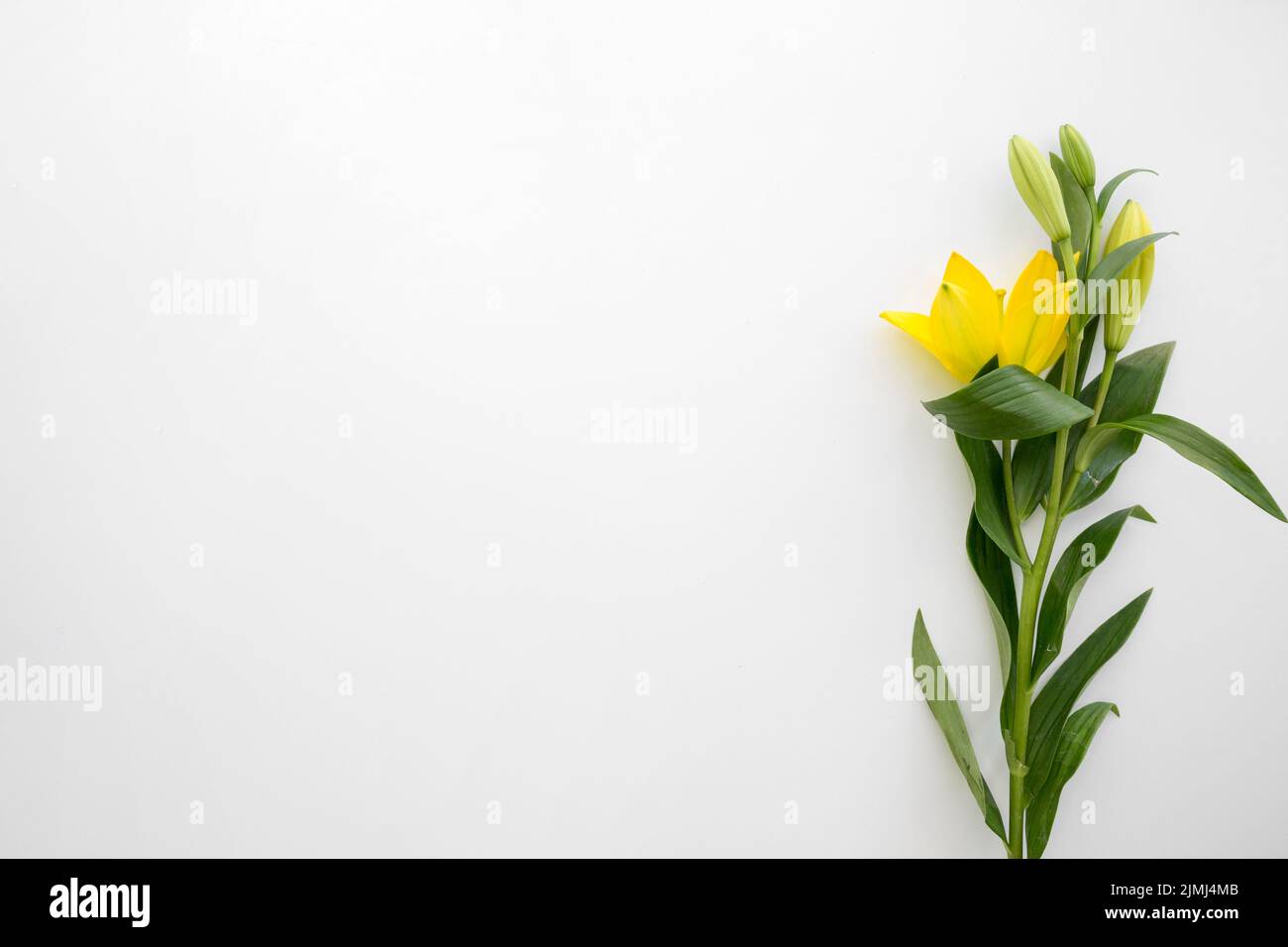 Gelbe Lilie Blumen weißen Hintergrund Stockfoto