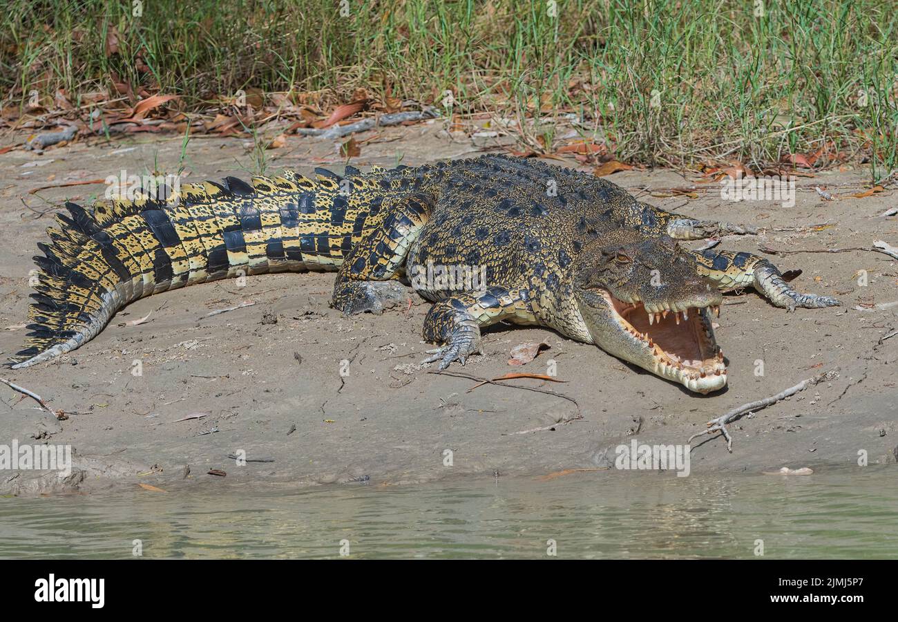 Salzwasser-Krokodil (Crocodylus porosus) im Schlamm liegend mit offenem Mund, East Alligator River, Northern Territory, Australien, Stockfoto