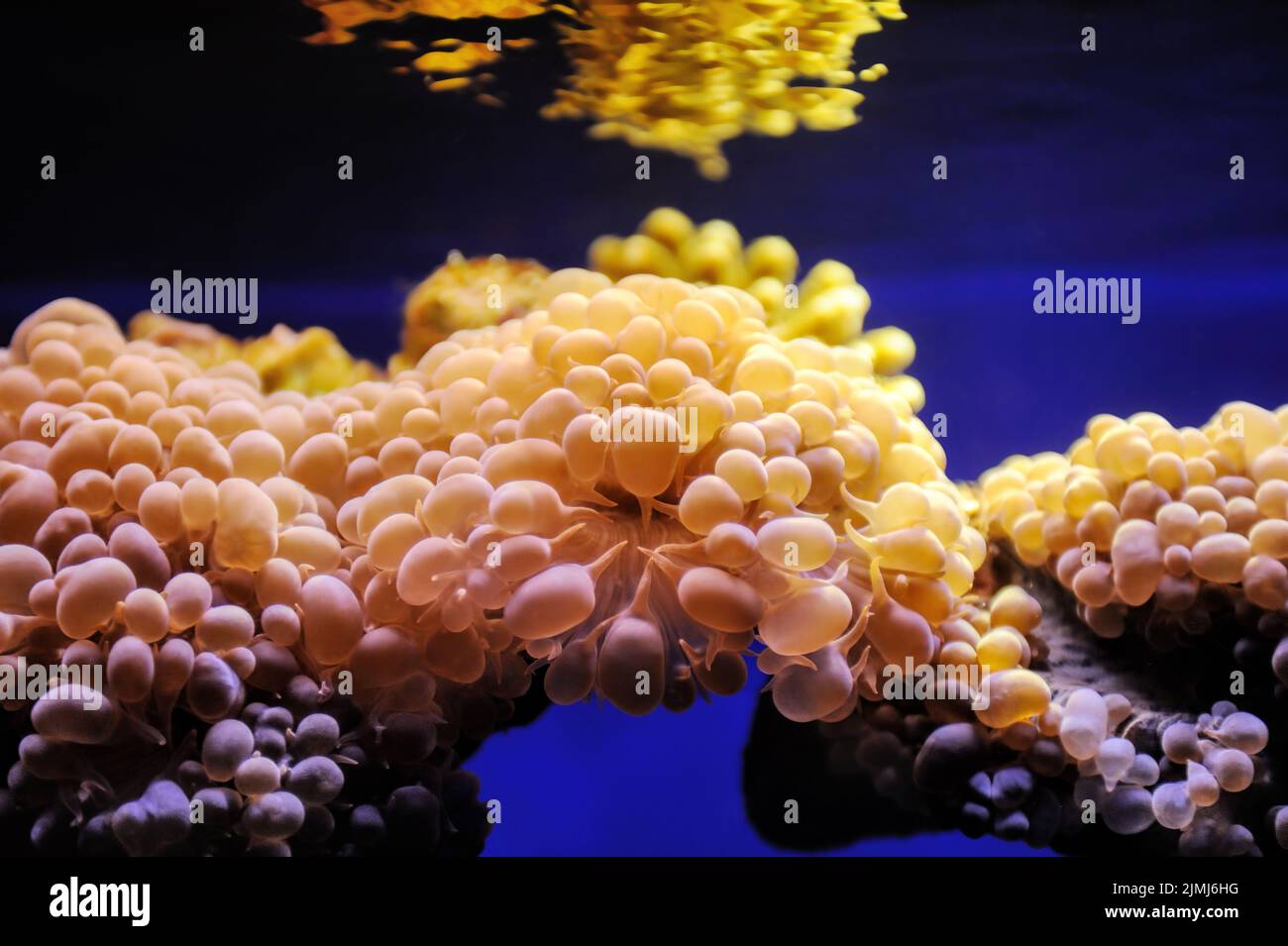 Fische und Korallen im Roten Meer Stockfoto