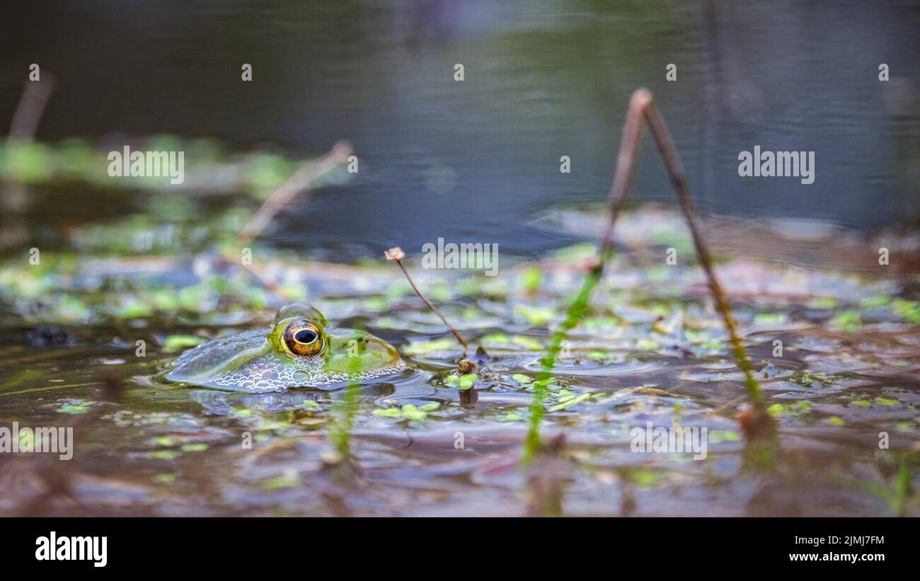 Ein Sumpffrosch schwimmt im Wasser. Nur seine großen Augen sind sichtbar Stockfoto