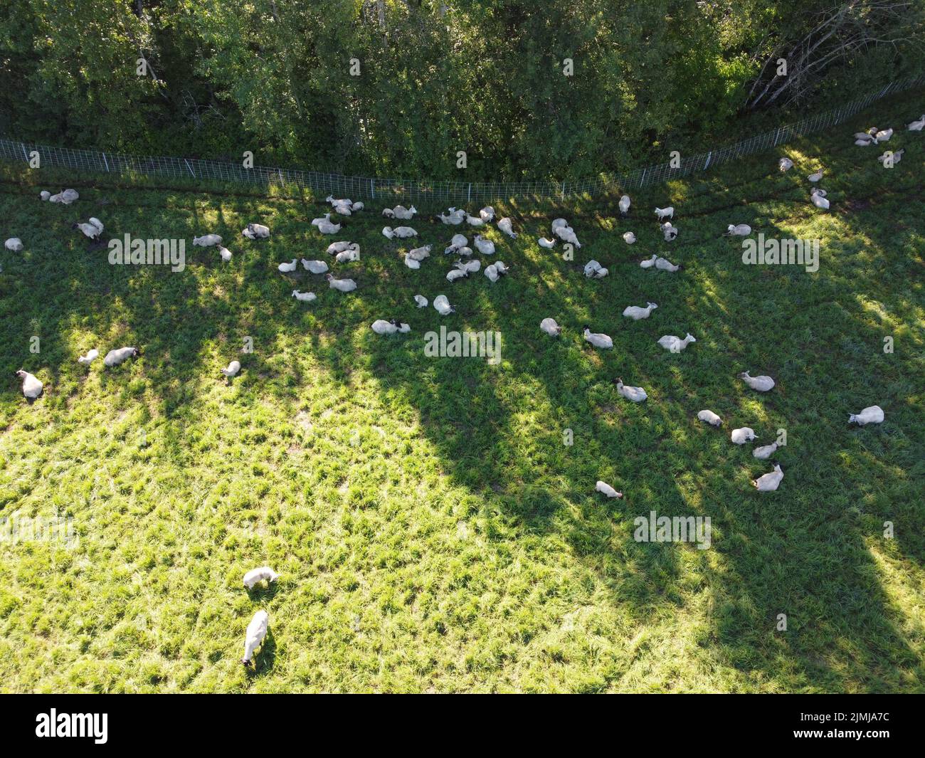 Drohnenansicht von Schafen, die an einem sonnigen Sommertag auf dem Feld grasen Stockfoto