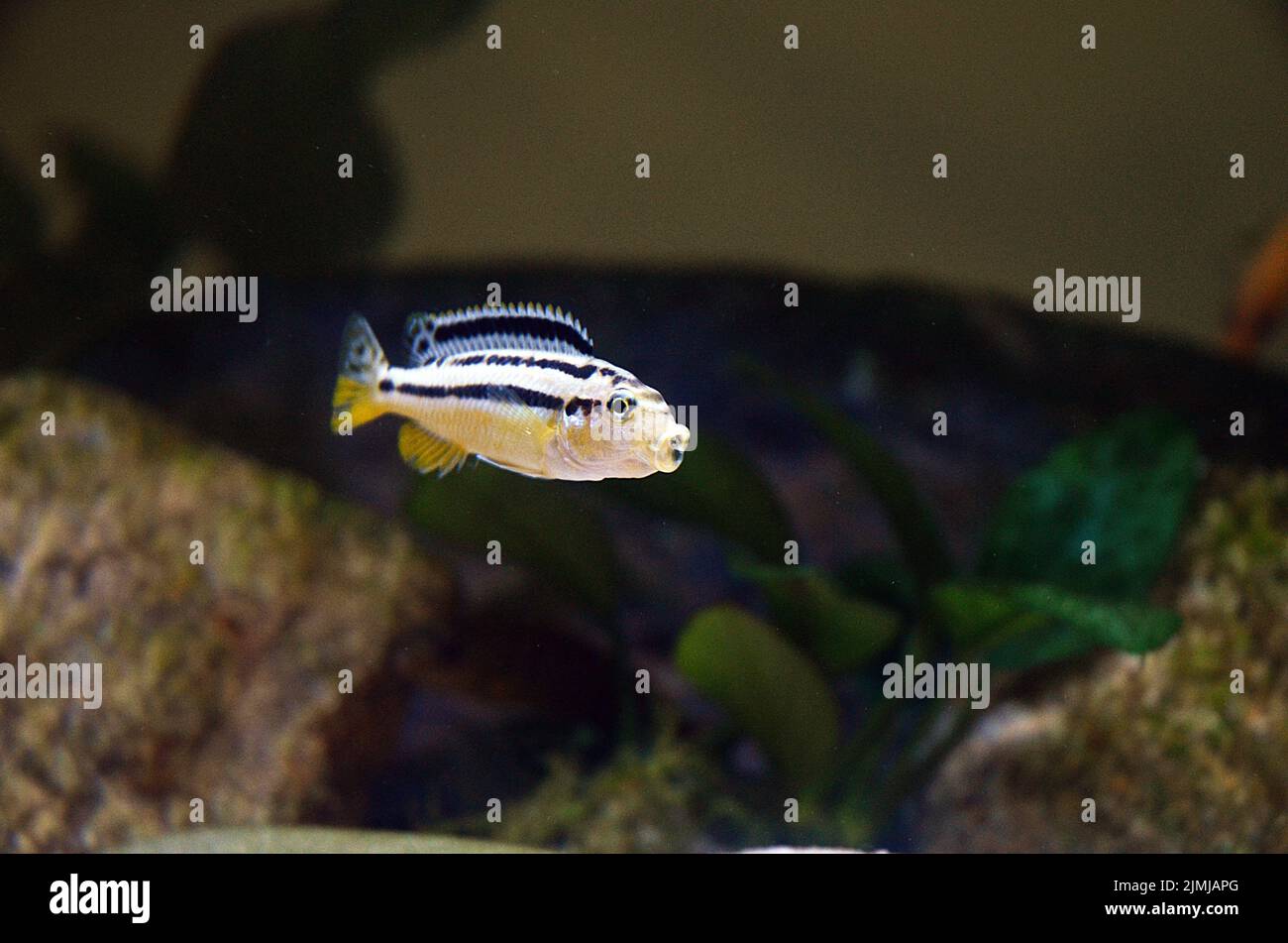 Melanochromis auratus Stockfoto