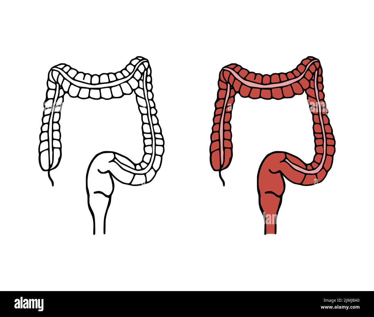 Vektordarstellung „Colon Doodle“. Verdauungssystem Cartoon-Symbole auf weißem Hintergrund isoliert. Menschliches inneres Organ in der Hand zeichnen Stockfoto