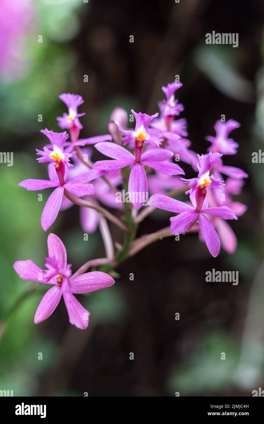 LOS PALMITOS, GRAN CANARIA, SPANIEN - MÄRZ 8 : Pink Orchid blüht in Los Palmitos, Gran Canaria, Spanien am 8. März 2022 Stockfoto