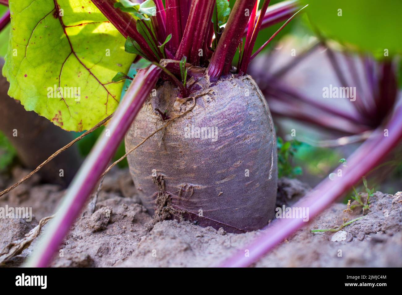 Nahsicht der Rote Bete wächst im Boden. Ökologischer Landbau Stockfoto