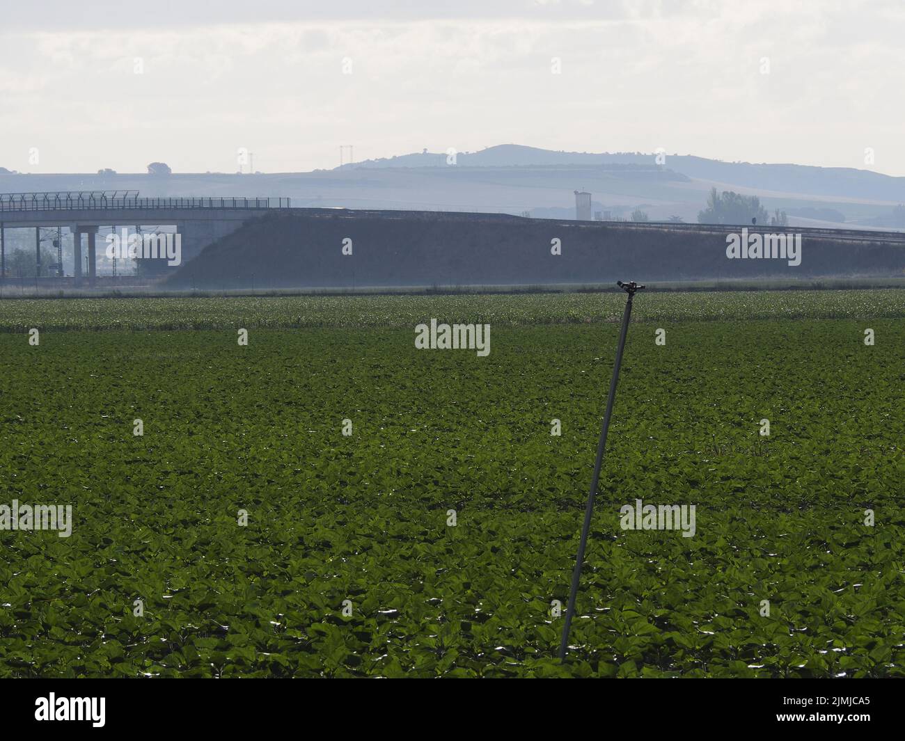Ökologische und nachhaltige Landwirtschaft auf einer Maisfarm Stockfoto