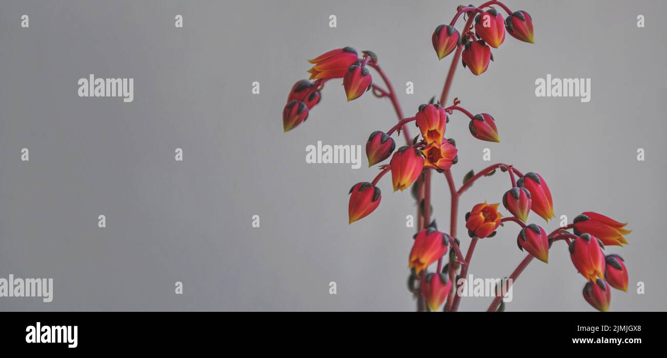 Rosafarbene Blüten der Echeveria purpusorum Sukulente. Ungewöhnlicher Sukkulente Kaktus in trendigen Korallenviolett-Farben. Tropische Korallen Sukulenten Blütenblätter Stockfoto