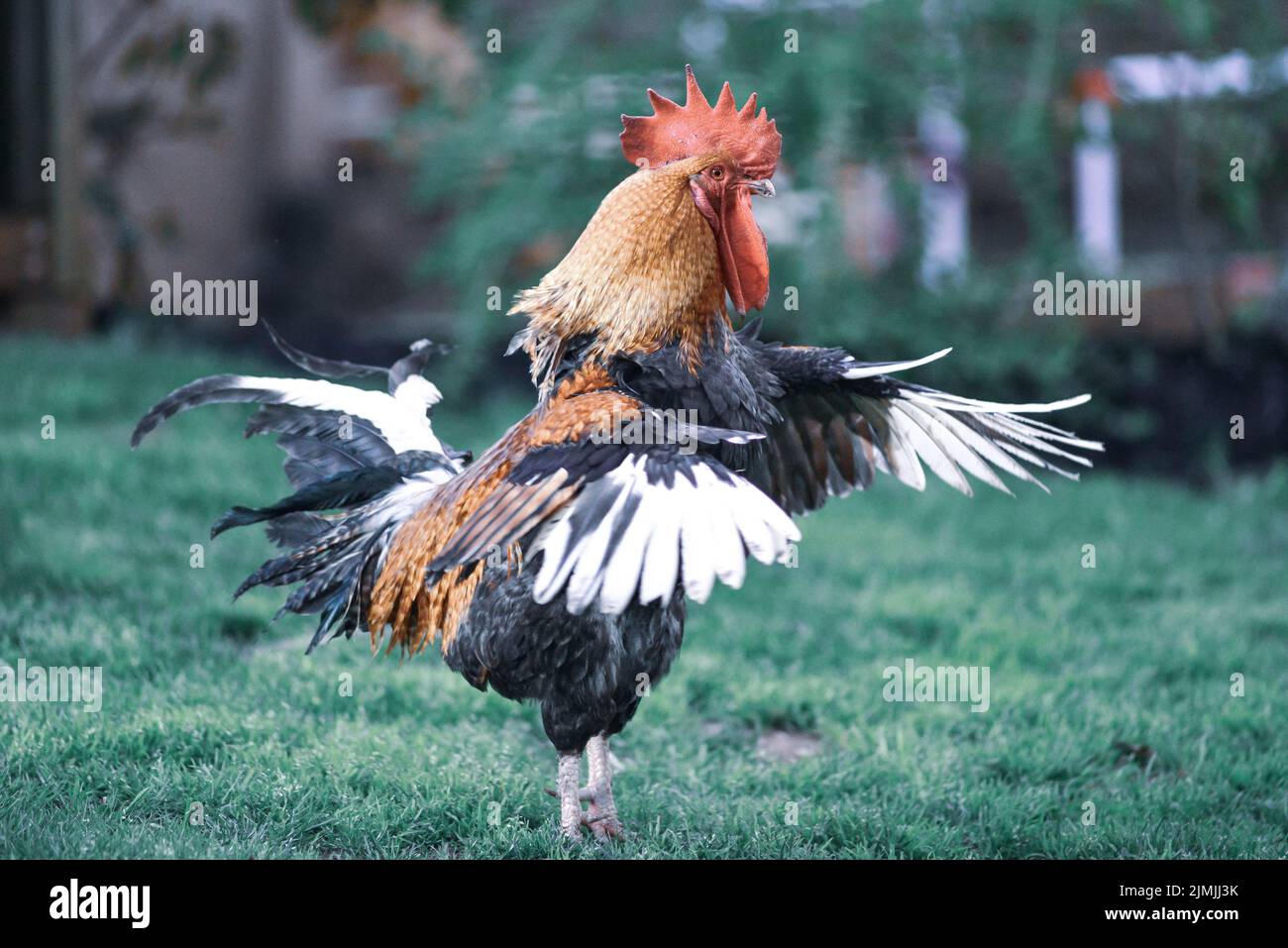 Großer, schöner, farbenfroher Hahn im Hinterhof, der sich ausdehnt Stockfoto