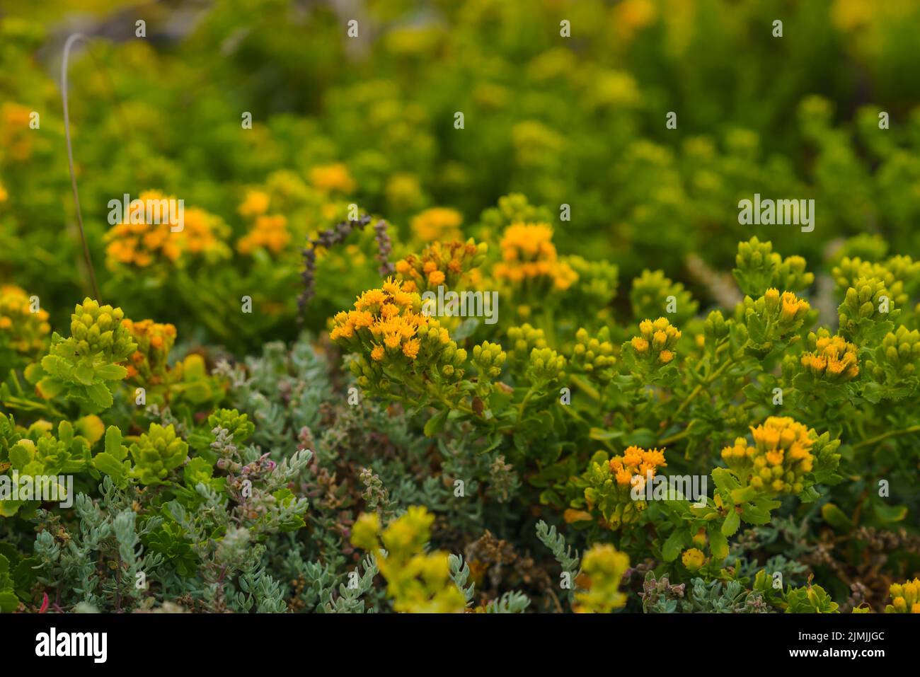 Wilde Buchweizenblume oder Schwefelblume, blüht am Strand, Eriogonum umbellatum. Sie ist von Kalifornien bis Colora im Westen Nordamerikas beheimatet Stockfoto