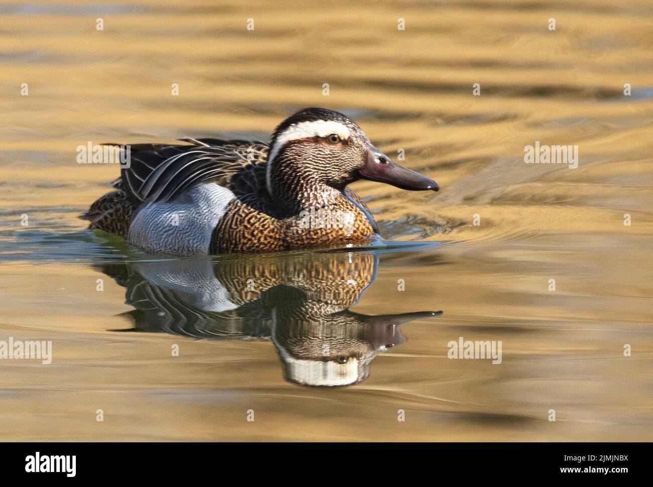 Ein Garganey (Anas querquedula), knÃ¤kente, auf einem See in Heilbronn, Deutschland, Baden-WÃ¼rttemberg, Europa Stockfoto