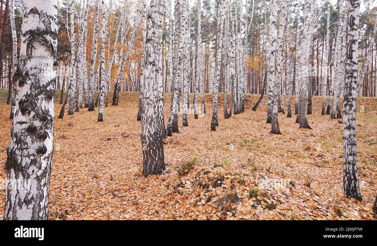 Schönen Wald Stockfoto