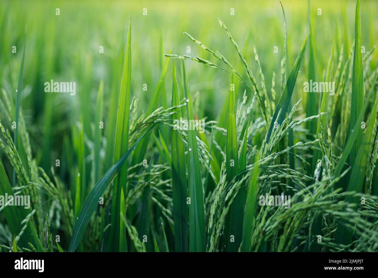 Junge grüne Reispflanzen auf dem Feld Stockfoto