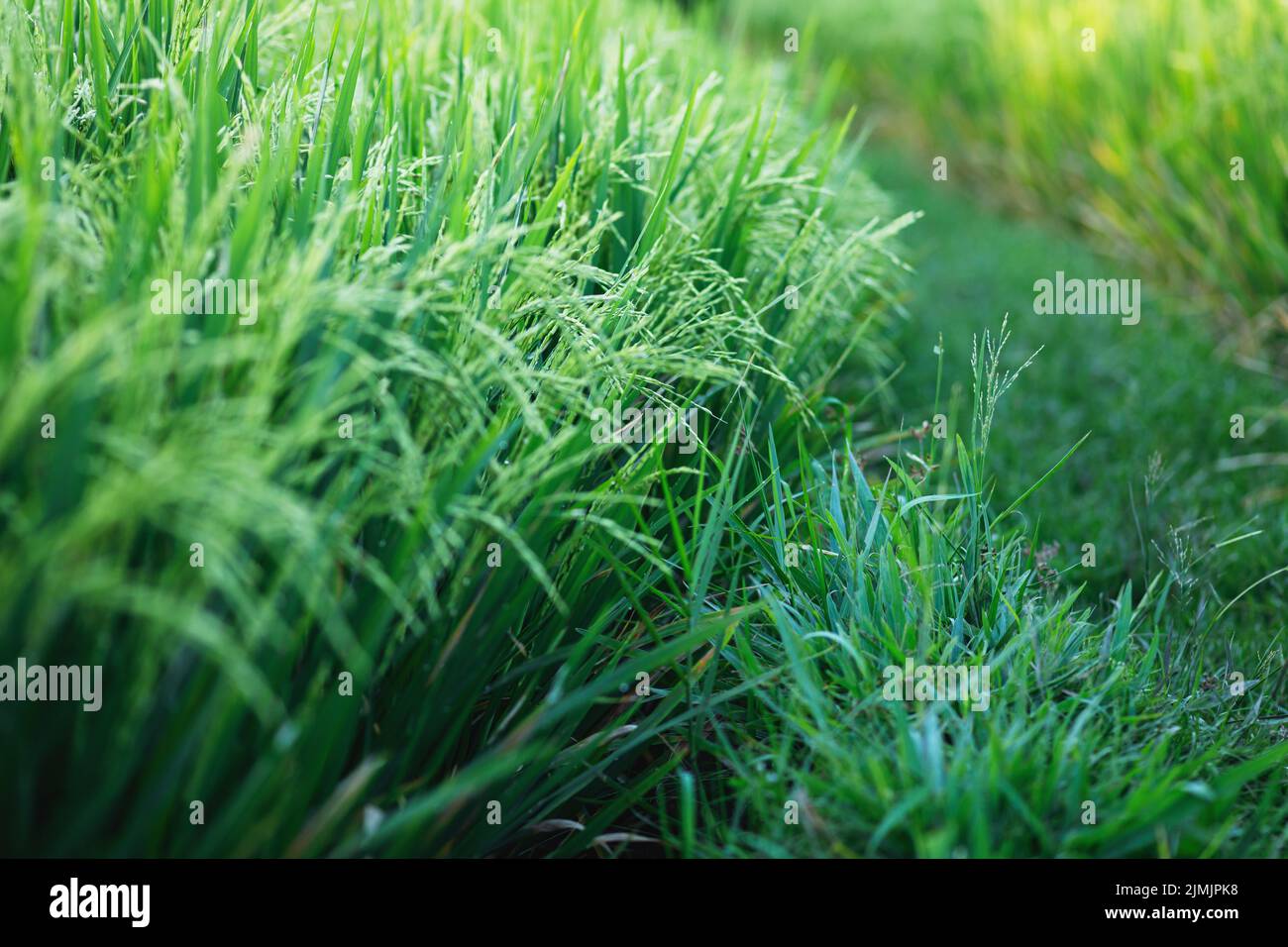 Junge grüne Reispflanzen auf dem Feld Stockfoto