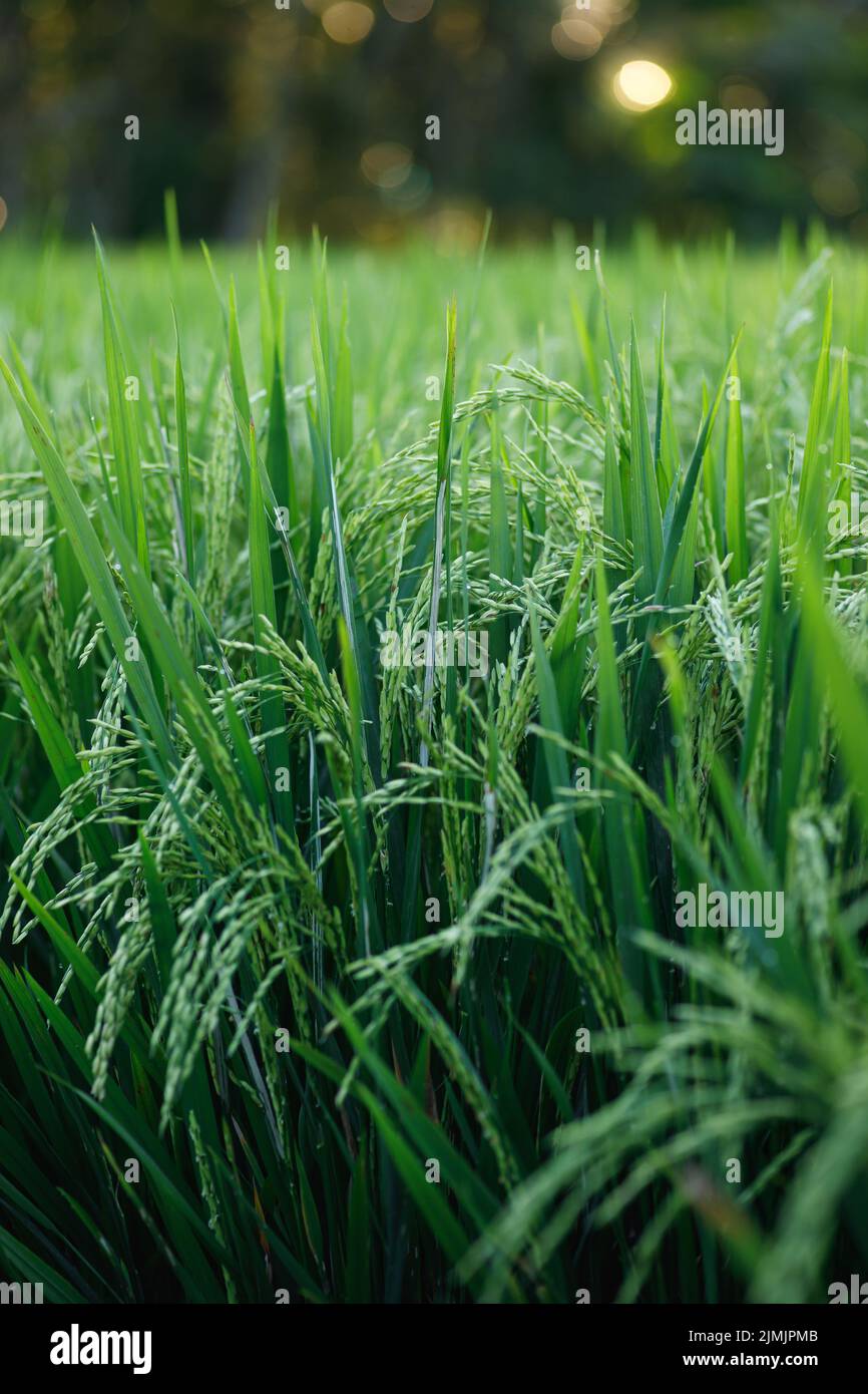 Junge grüne Reispflanzen auf dem Feld Stockfoto