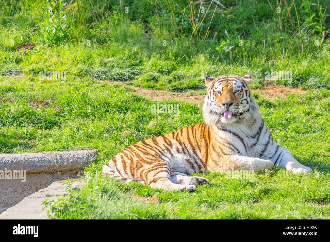 Tiger in einem Tierzoo - einer der größten Raubtiere in der Natur. Stockfoto