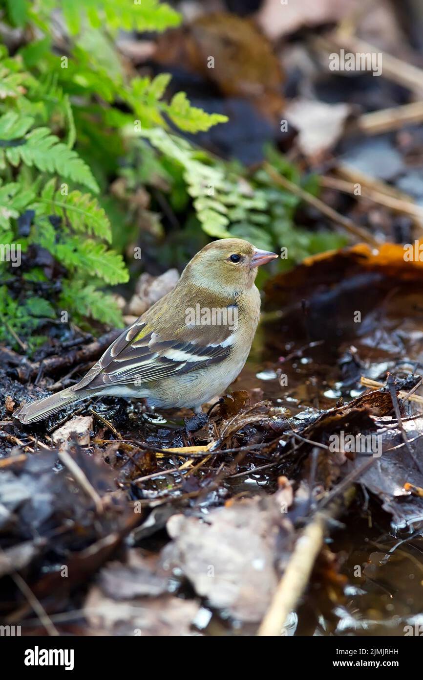 Grüner Fink im Wald in freier Wildbahn Stockfoto