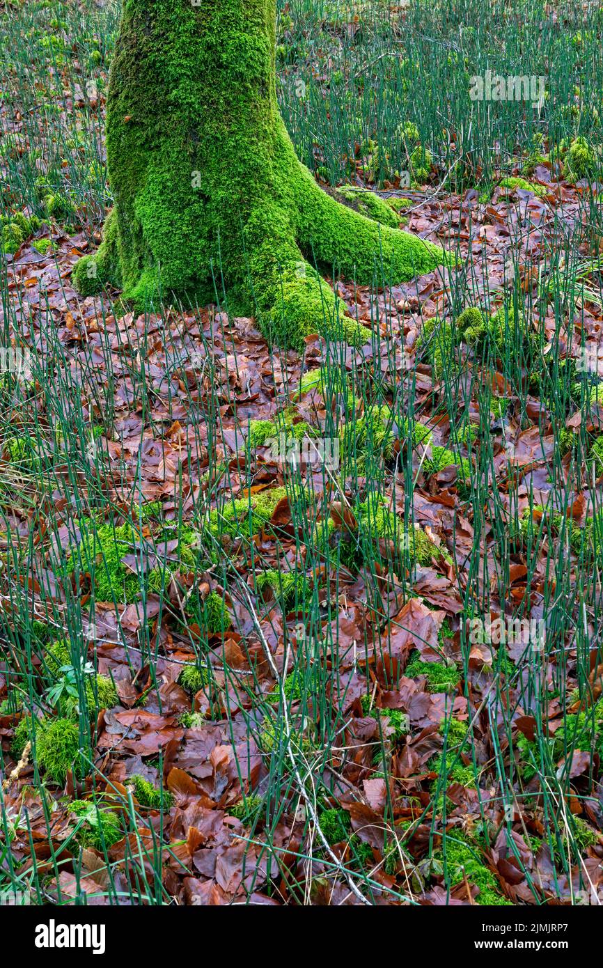 Ein natürlicher Laubmischwald in Norddeutschland mit rauer Schachtelhalm Stockfoto