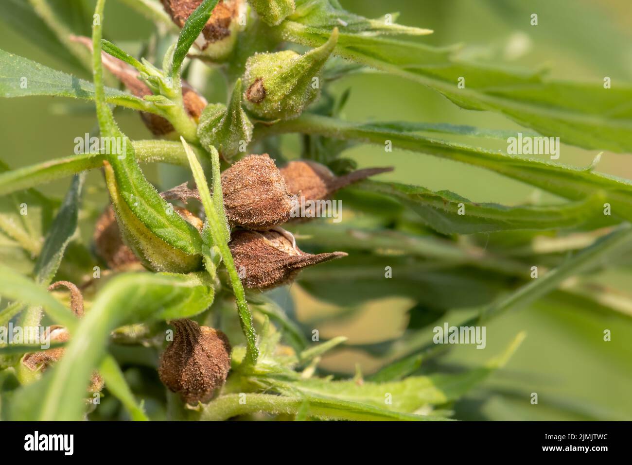 Reife Cannabissamen für CBD-Öl und Hanfsamenöl-Extrakt Stockfoto