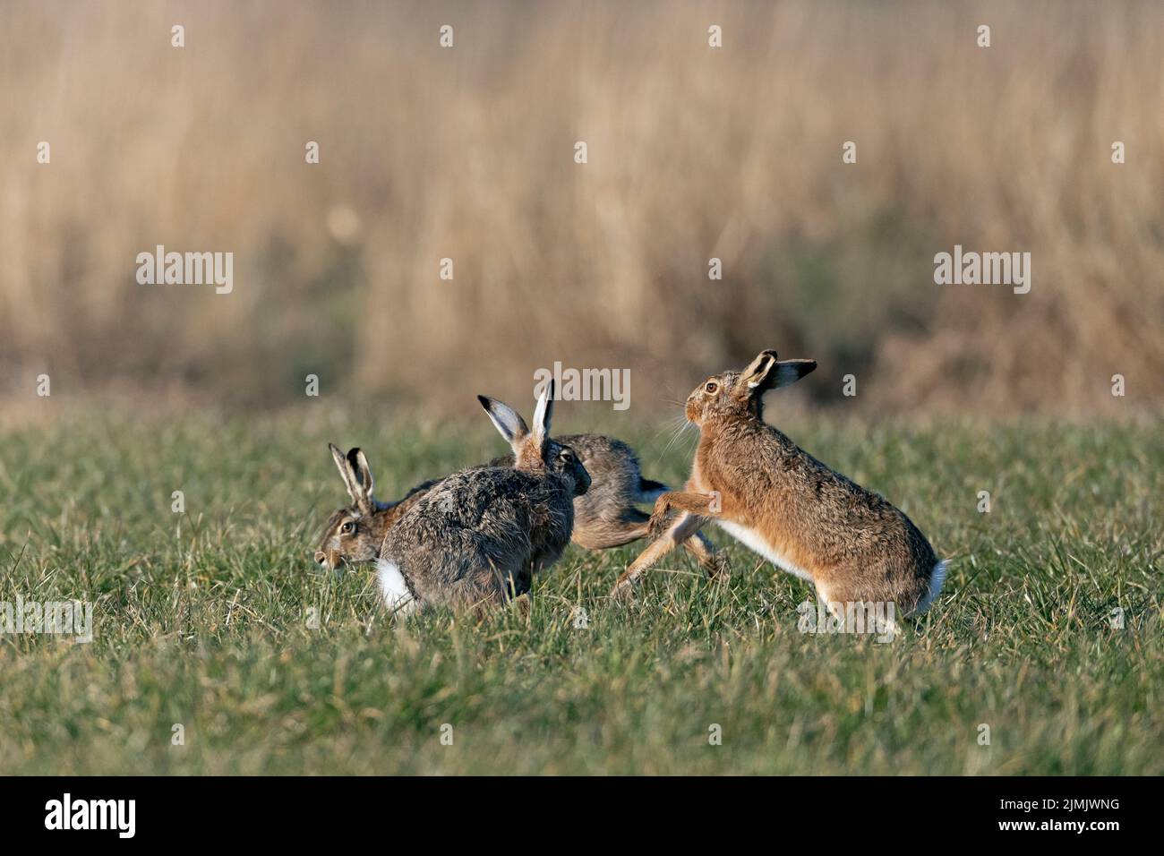 Bei einer wilden kursorischen Jagd umkreisen die männlichen europäischen Hasen das Weibchen Stockfoto