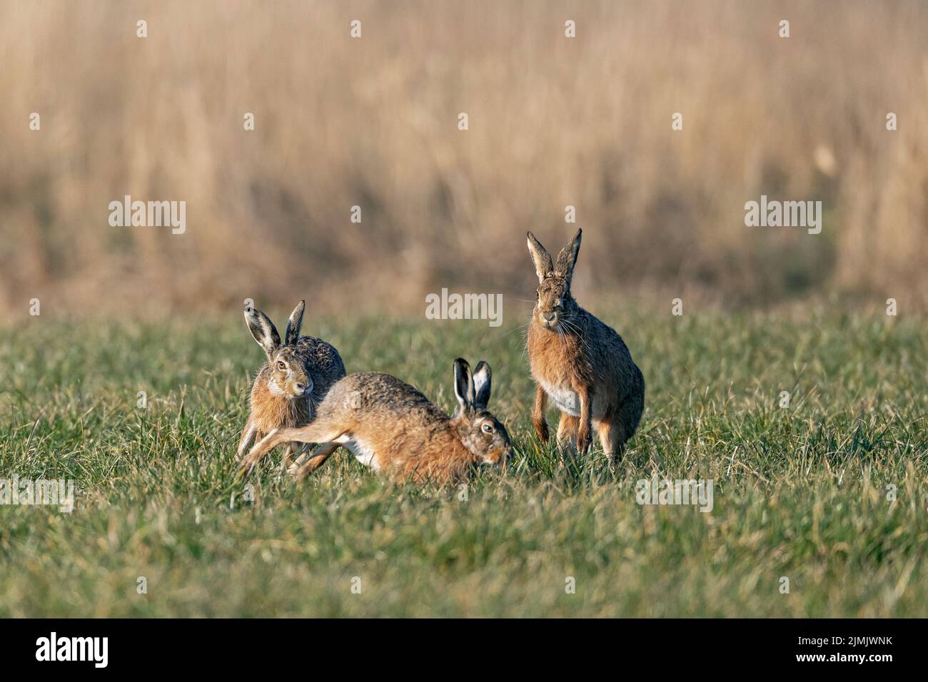 Bei einer wilden kursorischen Jagd umkreisen die männlichen europäischen Hasen das Weibchen Stockfoto