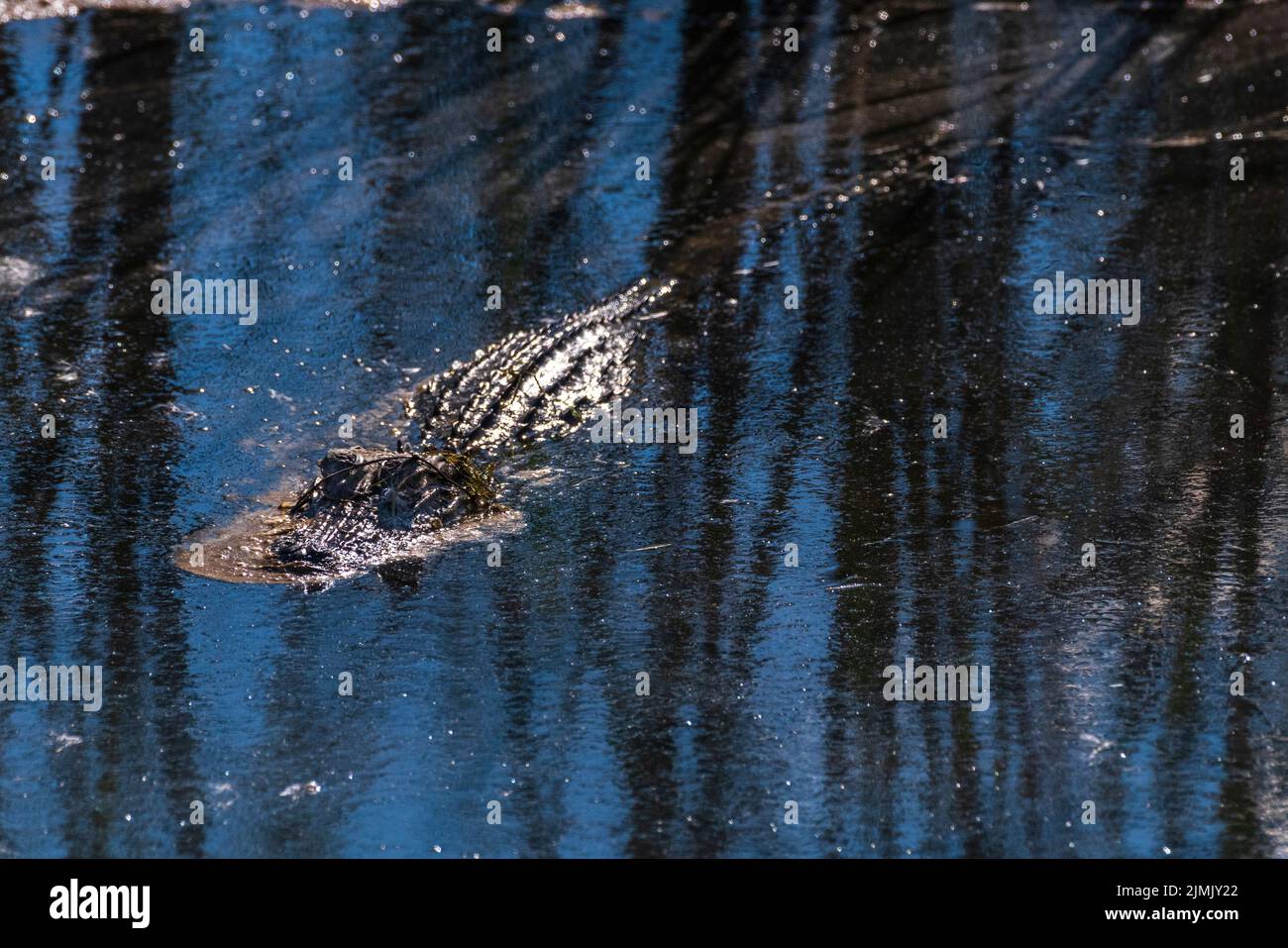 Ein amerikanischer Alligator patrouilliert am 26. Oktober 2020 auf dem Feuchtgebiet im Meaher State Park in der Nähe von Mobile, Alabama. Stockfoto