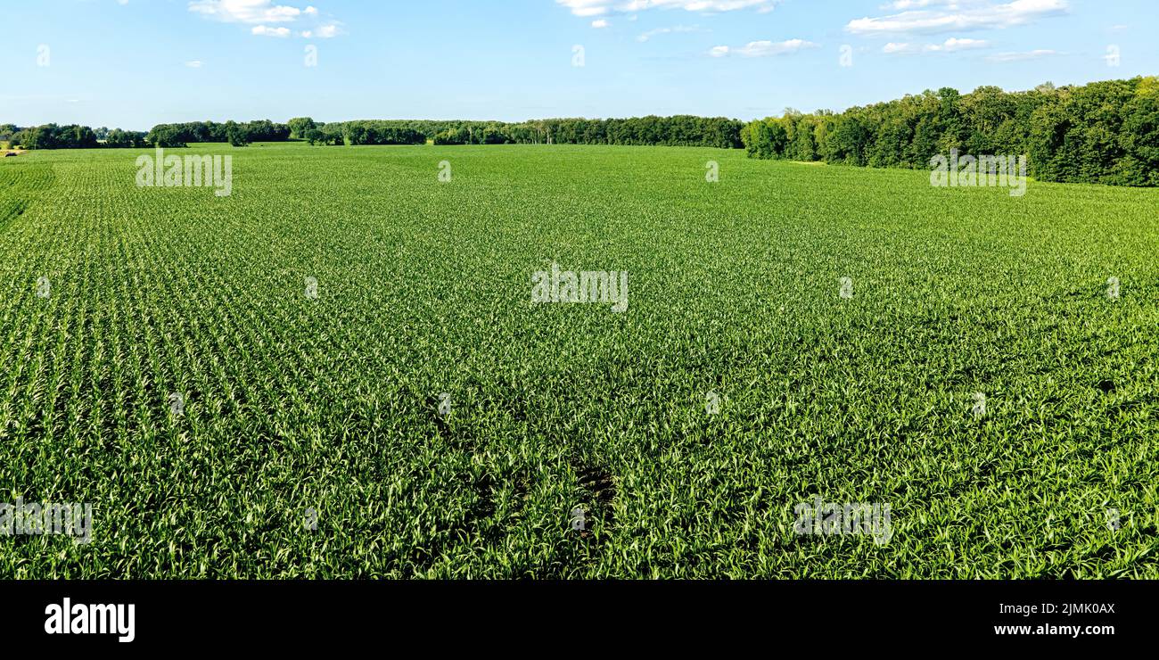 An einem heißen Sommertag in wisconsin wächst auf den Feldern frischer Mais Stockfoto