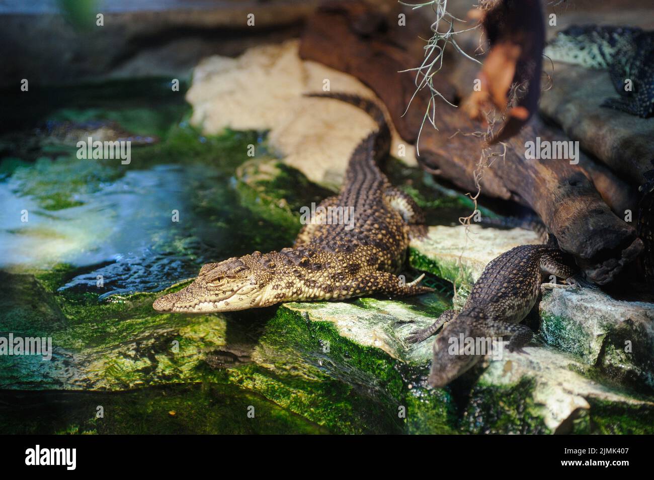 Krokodile im Terrarium Stockfoto