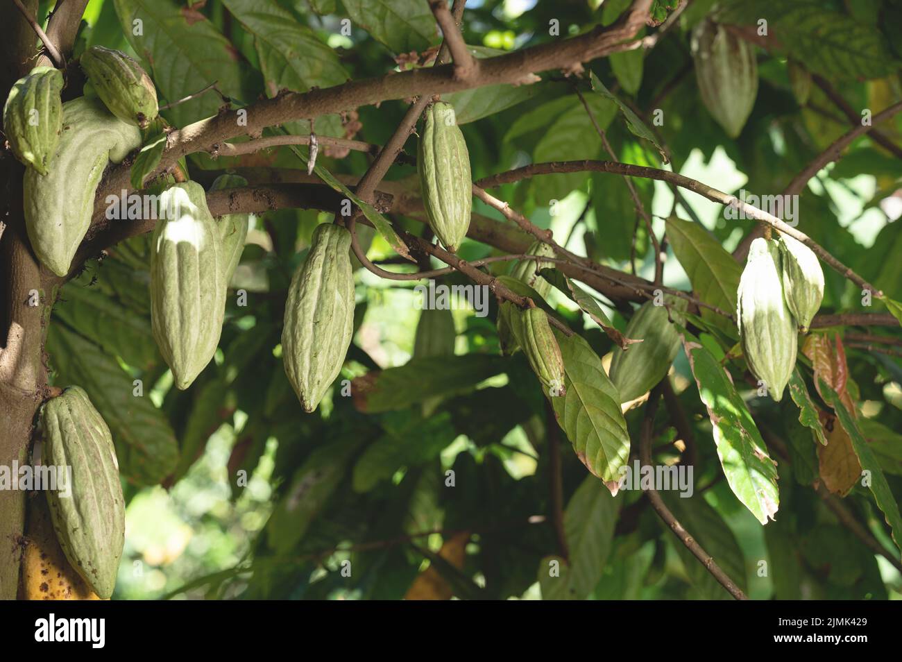 Neue wachsende Kakaoschoten auf Ast auf Baumhintergrund Stockfoto