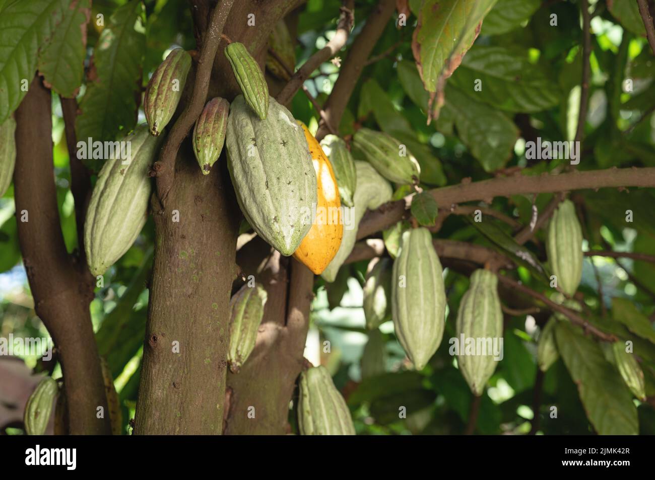 Ast mit Kakaoschoten auf Baum Nahaufnahme Stockfoto