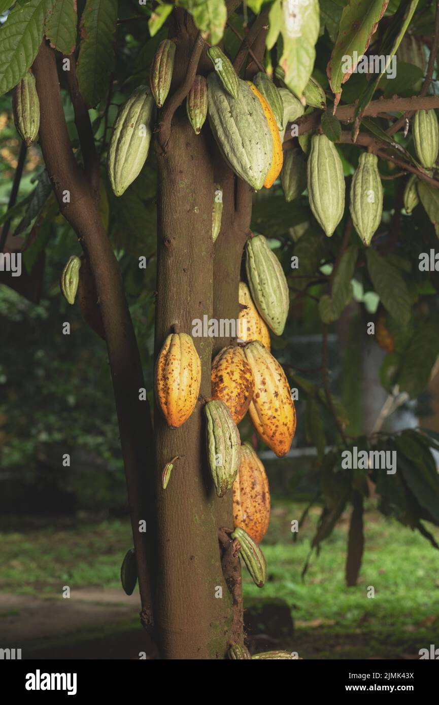 Grüne Kakaoschoten hängen am Baumstamm im Gartenhintergrund Stockfoto