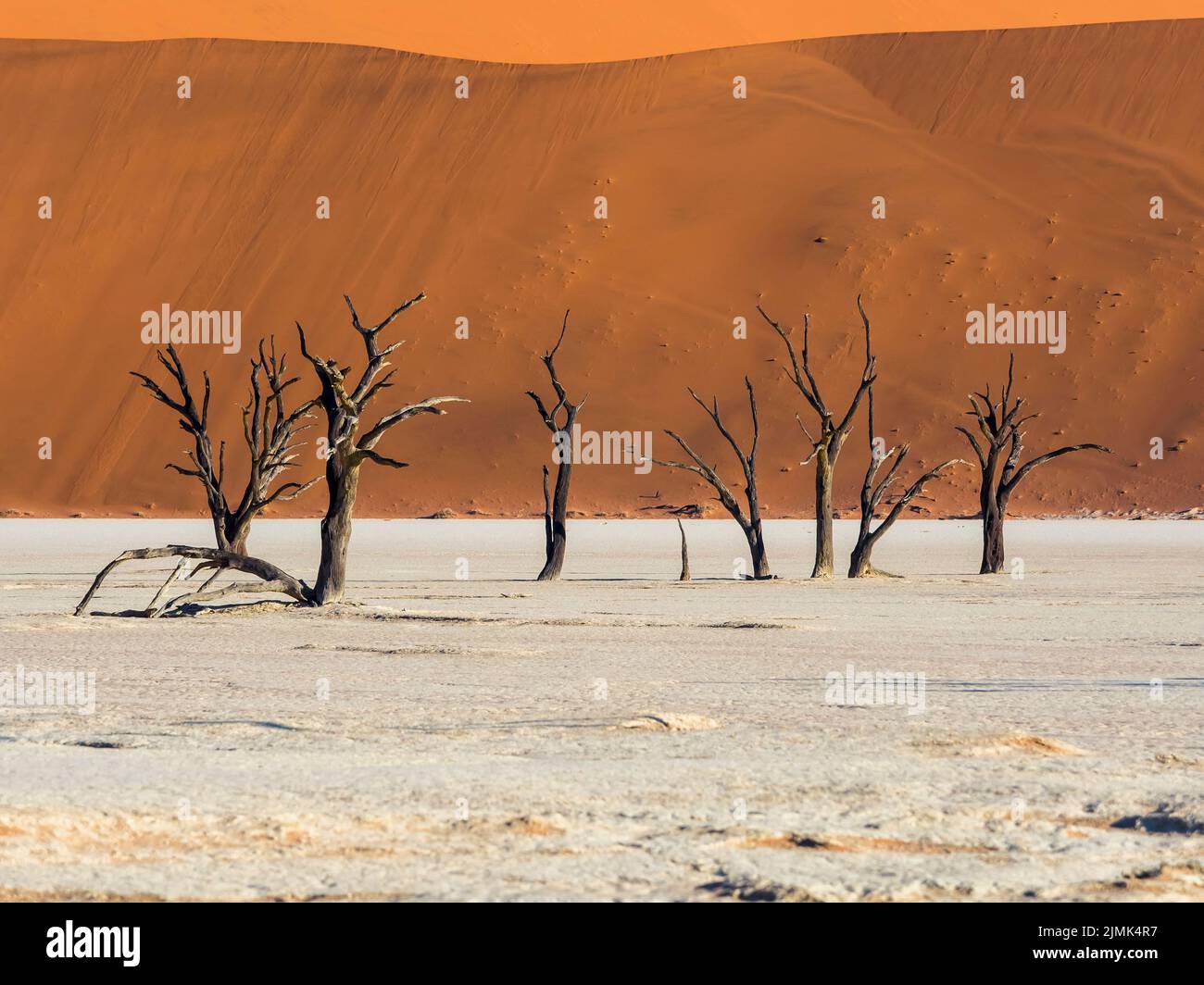 Tote Kameldornbäume (Vachellia erioloba) Stockfoto