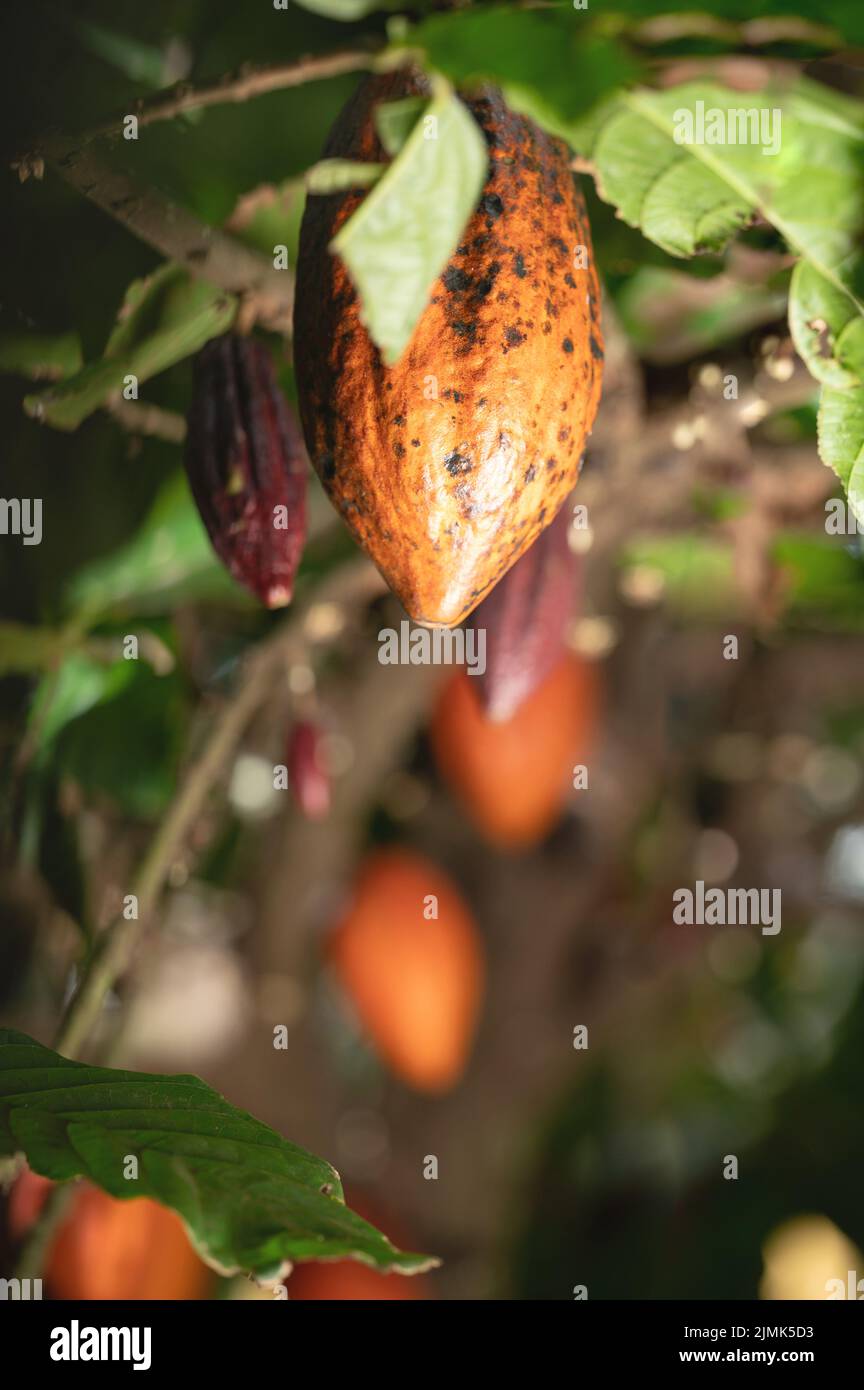 Cacao Pod auf Baum Hintergrund Makro Nahaufnahme Stockfoto