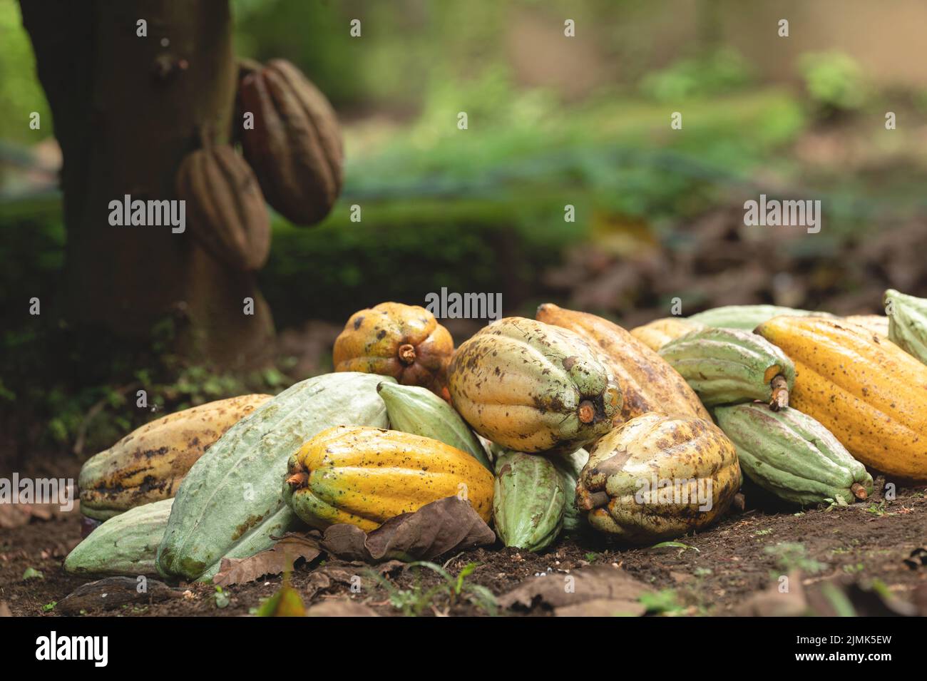 Nahaufnahme von Kakaoschoten stapeln sich auf unscharfem Baumhintergrund Stockfoto