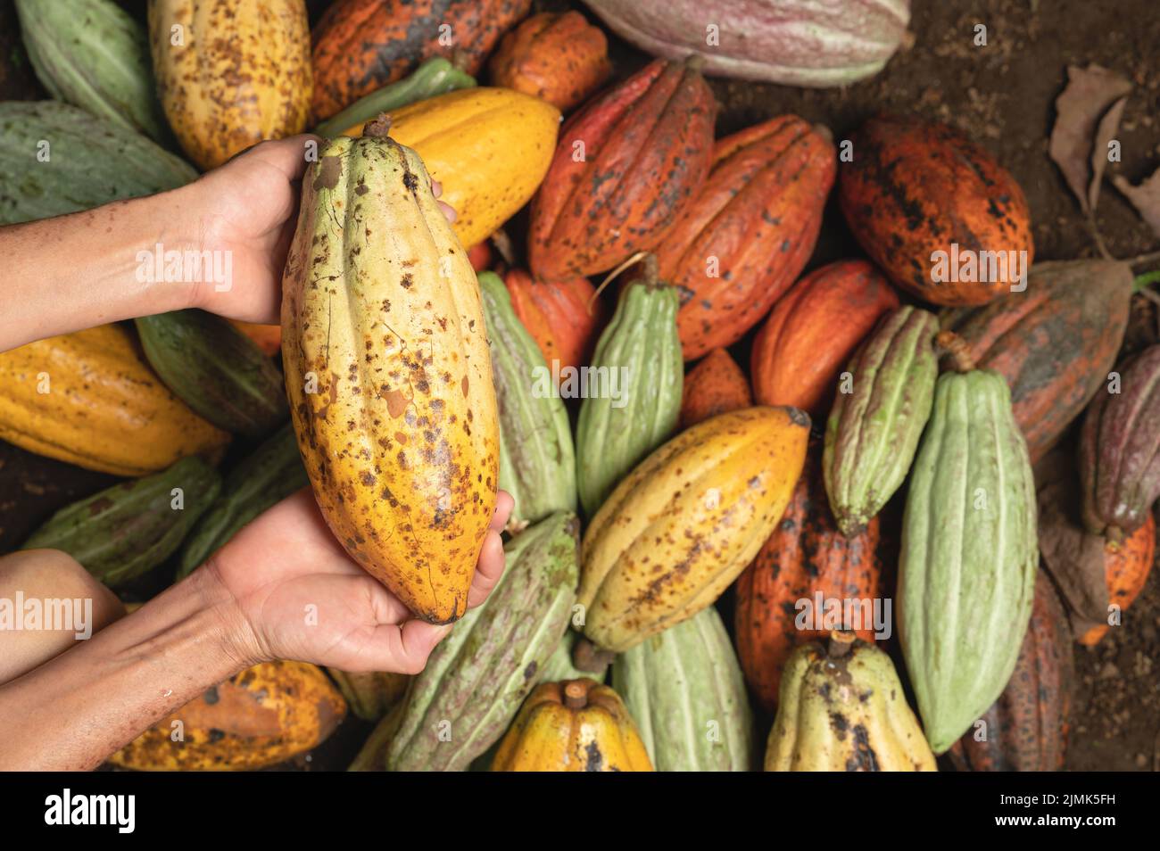 Gelbe Kakaoschote in bäuerlicher Hand auf buntem Pflanzenhintergrund Stockfoto