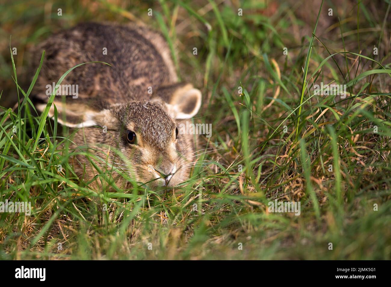 Hasen Sie auf der Wiese, in der freien Wildbahn. Stockfoto